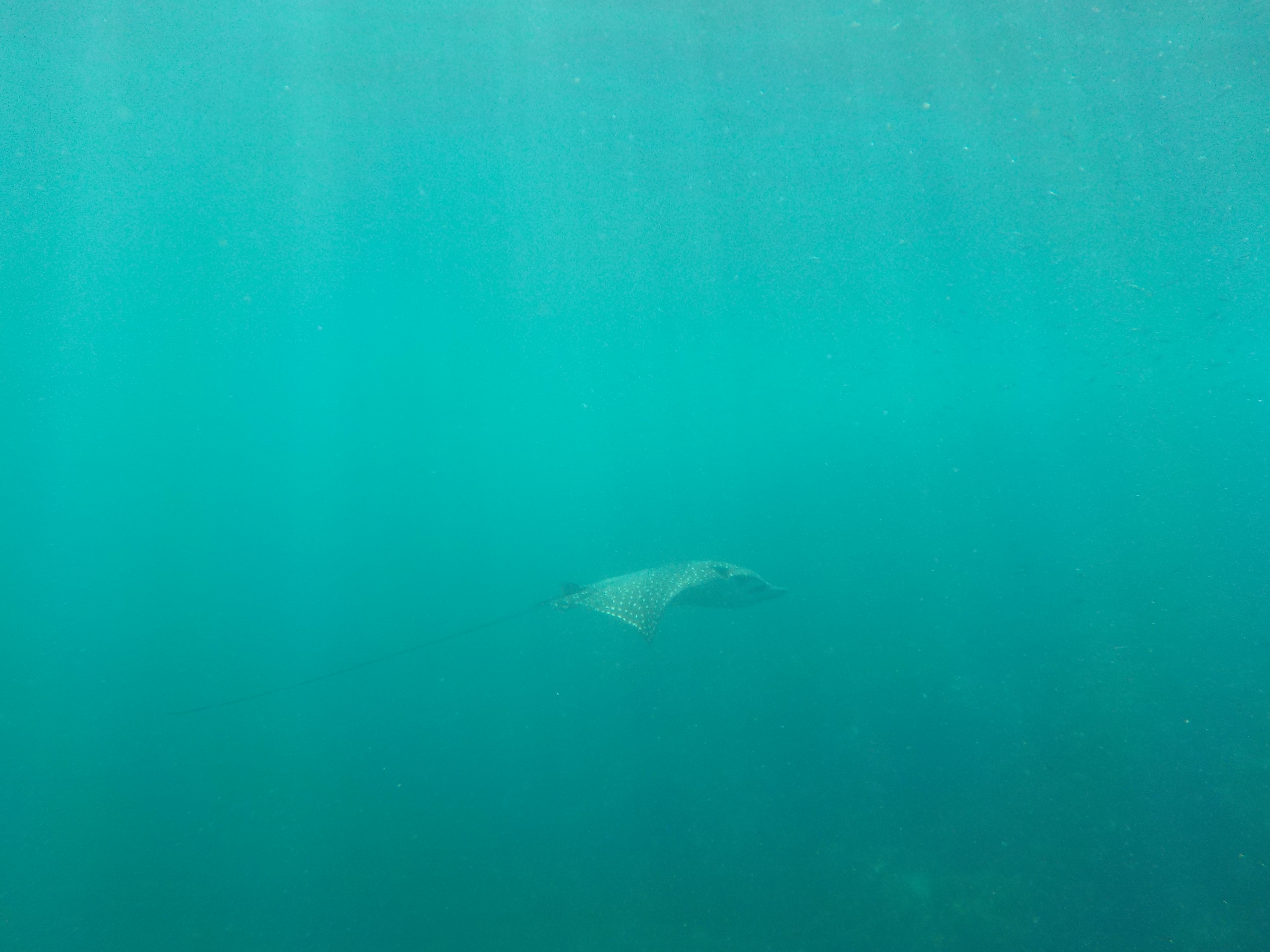 one of the eagle rays!